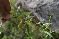 Galactia tenuiflora var. tenuiflora